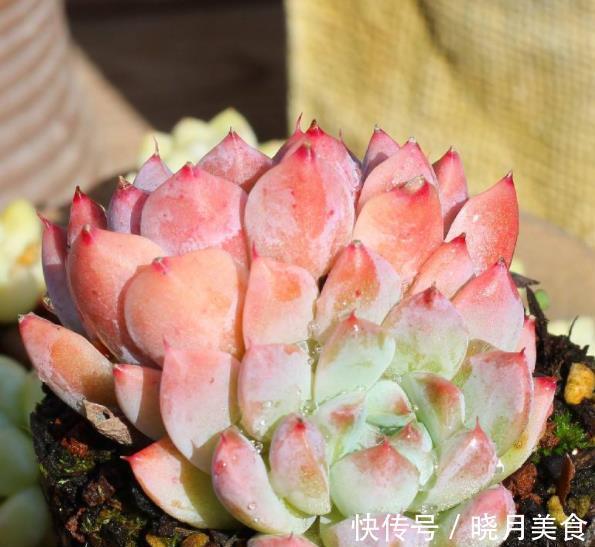 美女|6款美女多肉,颜值高好养护,总有一款深得你心