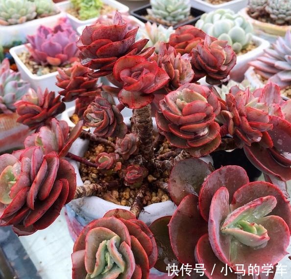 容易爆仔的秀妍,要知道,秀妍可不是爆仔那么简单,出状态更美!