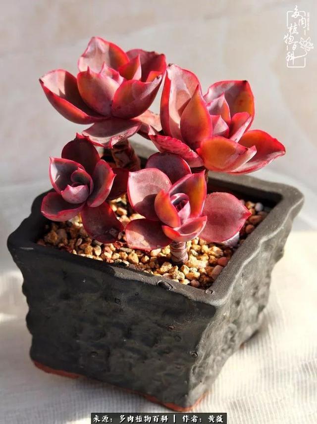 养了三年多肉，终于明白佛系养肉才是王道！