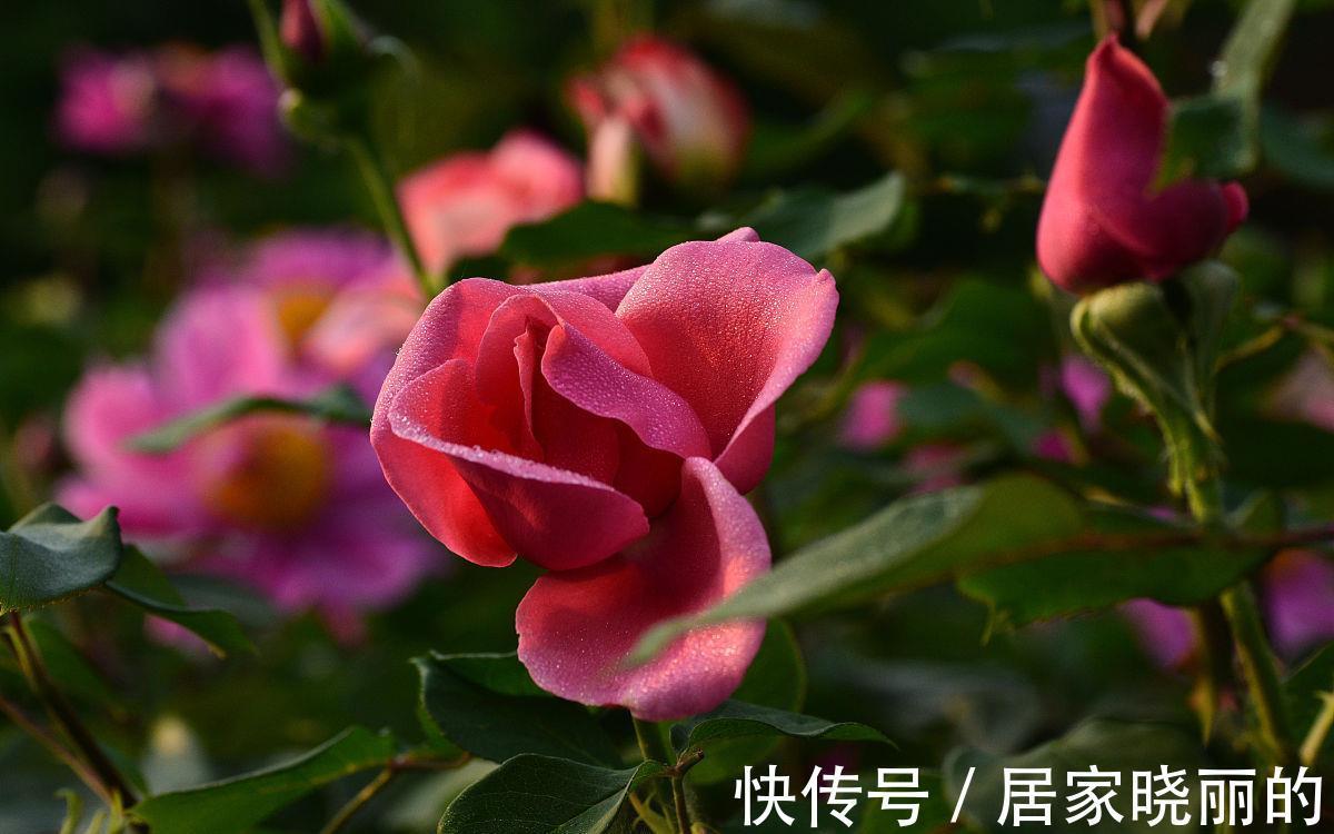 侧枝|月季花开完花后，学会几点修剪方法，又会开花多又艳
