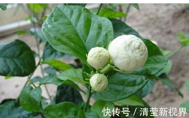 香水|纯天然的香水，“天下第一香的花”，有钱人都很喜欢养这种花