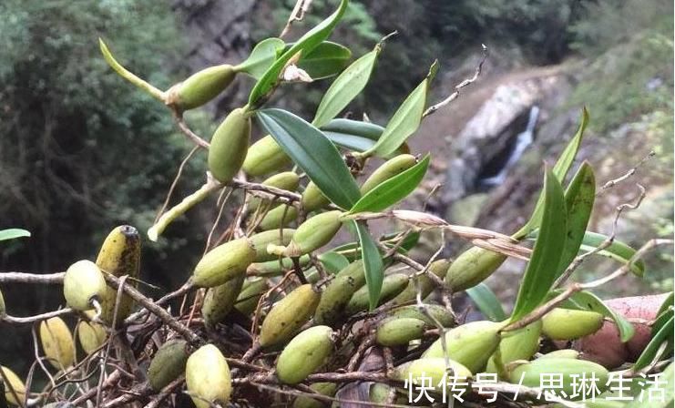 养阴润肺|立秋后，肺热咳嗽不止，常用此草煮水，养阴润肺，咳嗽不咳