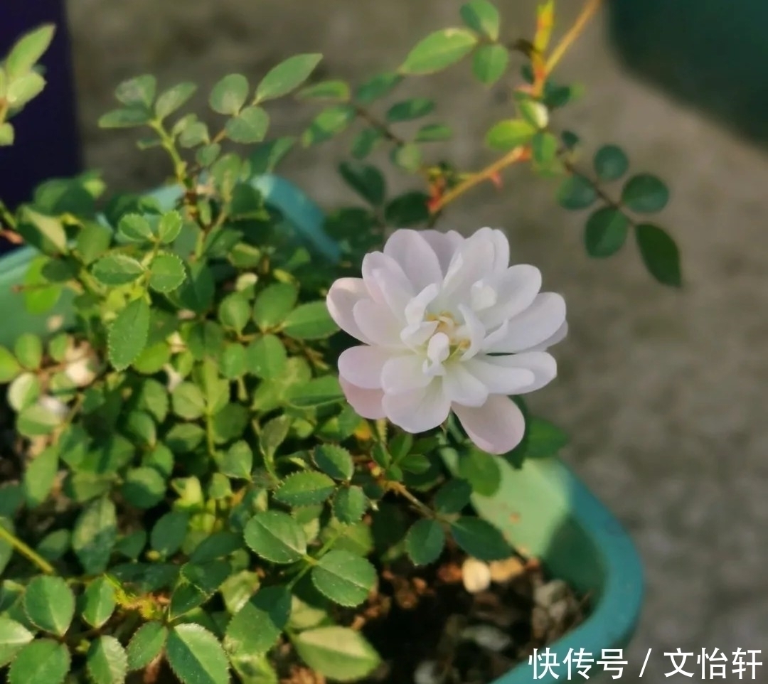 品种|100个月季品种，千姿百态，每个都很漂亮，图名并茂，值得收藏