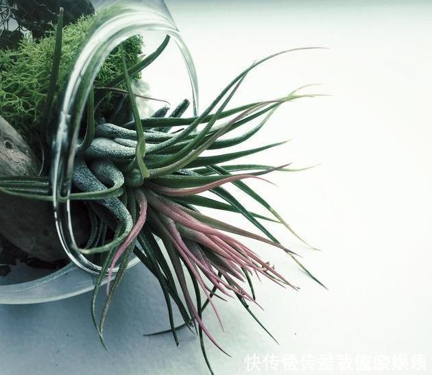 绿萝|太多人不知道,在家里放上这几款植物,既能驱蚊还能吸甲醛