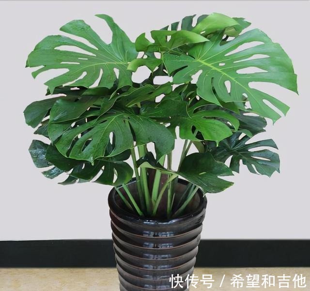 量天尺|霸气“镇宅花”,就选这6种,家里养一棵,子子孙孙,贵人辈出