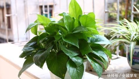 阳台上养花，就选这3种，趁着秋天添上几盆，一养就活！