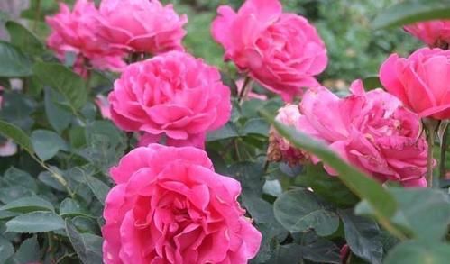 养4种花，只浇水，别喷叶，不然烂心掉花苞