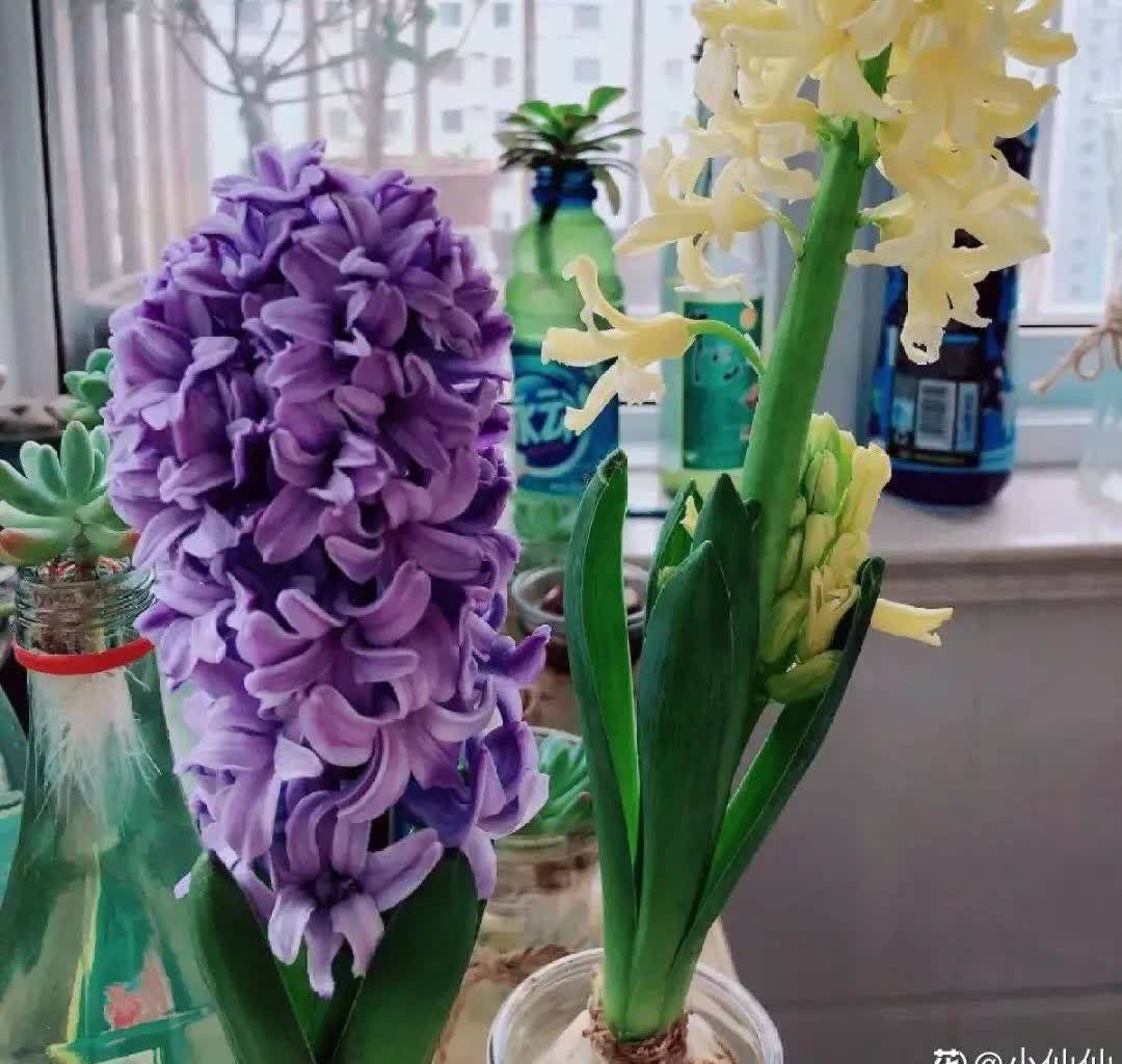 蝴蝶兰开花不是一次性,花后剪一剪,还能继续开花