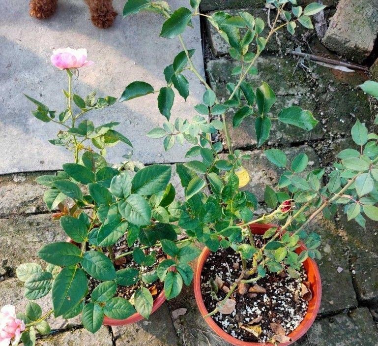 月季这样养，叶子一直绿油油的，满头花苞，美不胜收