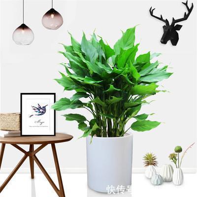 观赏价值|“嗜水如命”的5种花,全靠水续命,停水就枯萎!新手尤其要注意