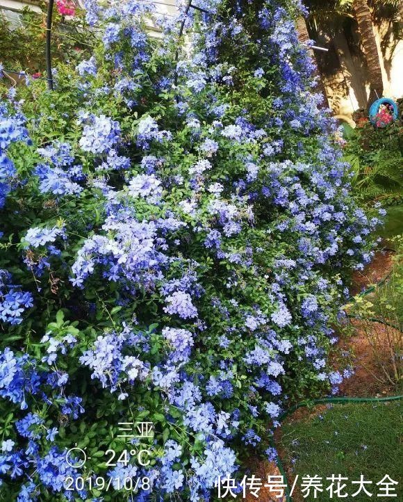 抗病、不招虫的天竺葵，屋里养一盆，开花一茬接一茬