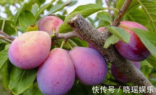 矿物质元素|对女人最好的水果，用它榨汁每天喝一杯，排毒美容、补血、抗衰老