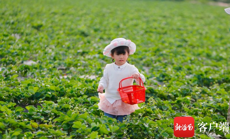 春节假期海口农庄迎客忙 市民游客尽享田园采摘乐|原创组图 | 初五