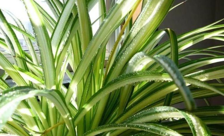 爆盆|4种花号称有钱花，福运财运滚滚来，养在哪里都爆盆！早看早知道