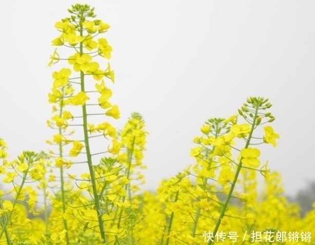 摩羯座|十二星座女生谁最漂亮?颜值排行榜,她似乎是上帝的宠儿