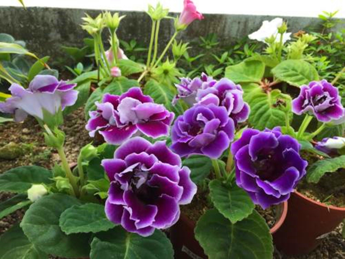 散光|5种耐阴花的日常养护，习性早知道，养花不求人