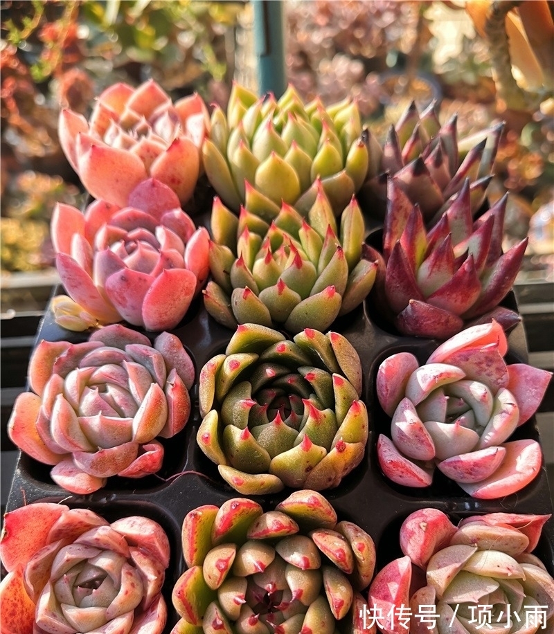 天下养肉人都一样贪