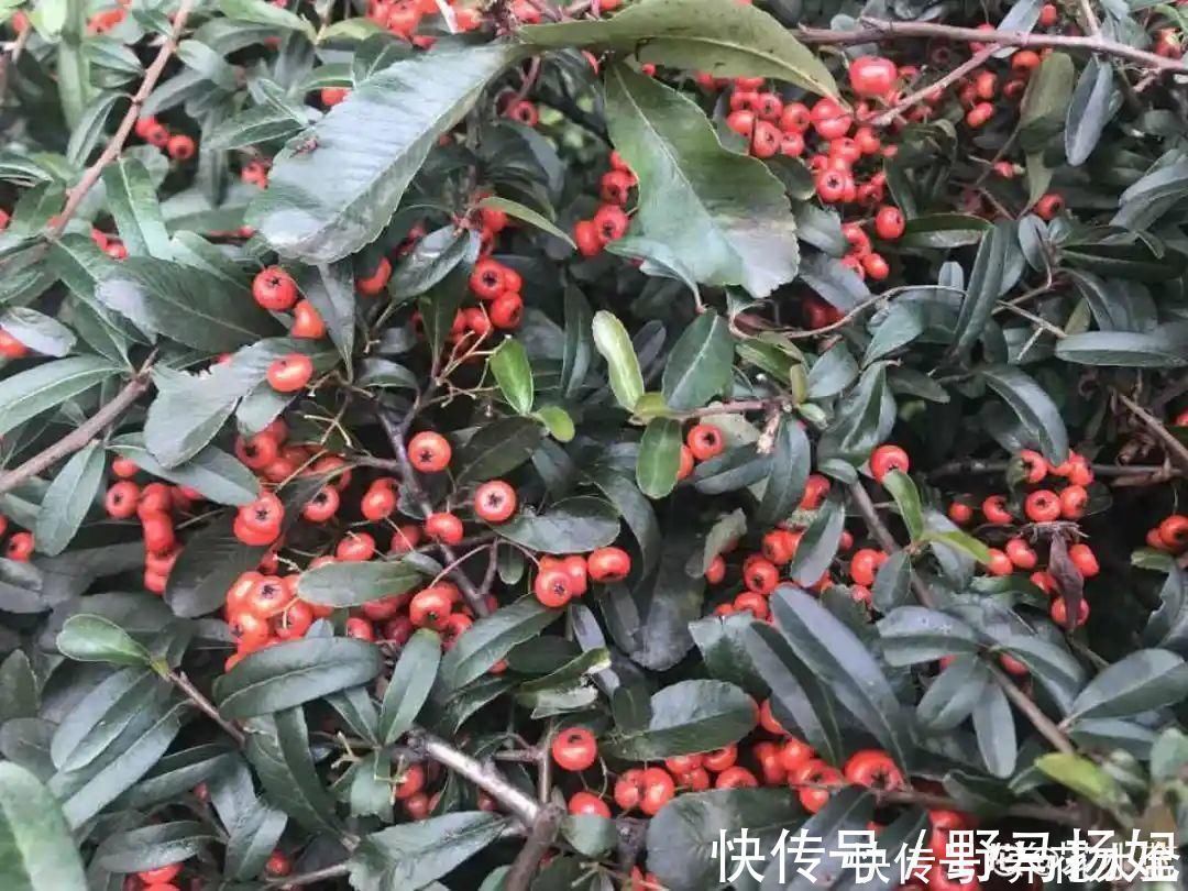 柴烧|农村当柴烧的花,原来可以当盆景,给一千块也不卖