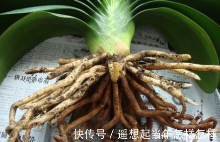 烂根|君子兰烂根了先别扔,老花友教你几招轻松救活,而且还能爆盆开花