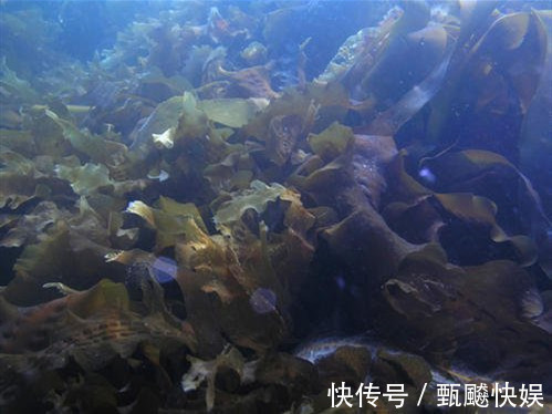 高血压|高血压的“特效药”找到了,连吃2周,血压直降,比“降压药”强