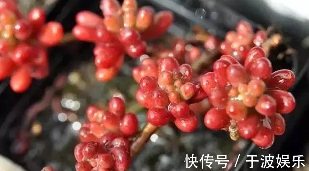 珊瑚|迷你多肉珊瑚珠，颜值高易群生，养护得当很快爆盆！