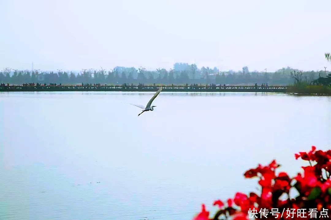 老年|西安昆明池七夕公园：春风水暖鸭先知 自在鸟儿各争鸣