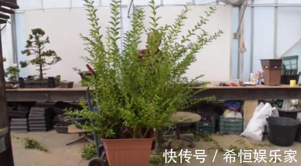 叶片|想要多肉老桩盆栽,养黑法师不如栽它,注意4点堪称天然净化器