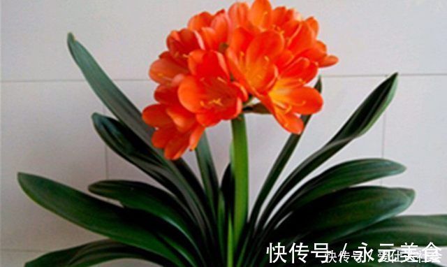 叶子|君子兰这样养，叶子不长偏开花又不夹剪，还可促进叶绿花艳