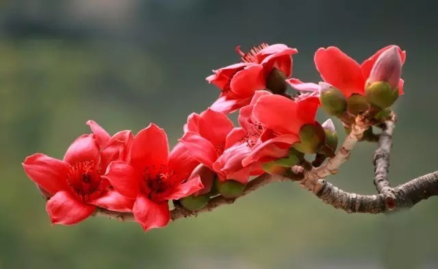 我们用红色征服了全世界!