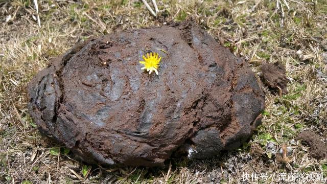 茅坑下大鱼聚集,揭示出核心诱鱼原理,钓鱼人必须看懂