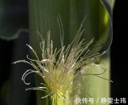 上升|糖尿病的“死对头”，“天然胰岛素”，每天来几口，血糖不上升