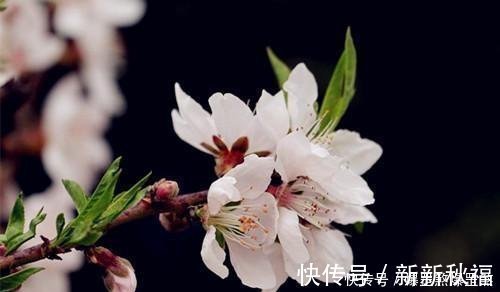 桃花|前生辜负东风意，不碍桃花发万支；十首七绝桃花诗，满满是相思