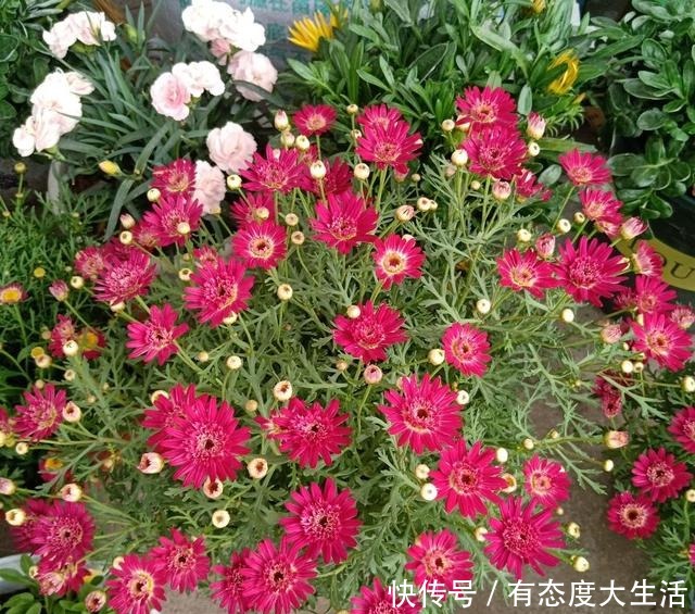 4种花,现在赶紧施肥,否则一年都不开花!