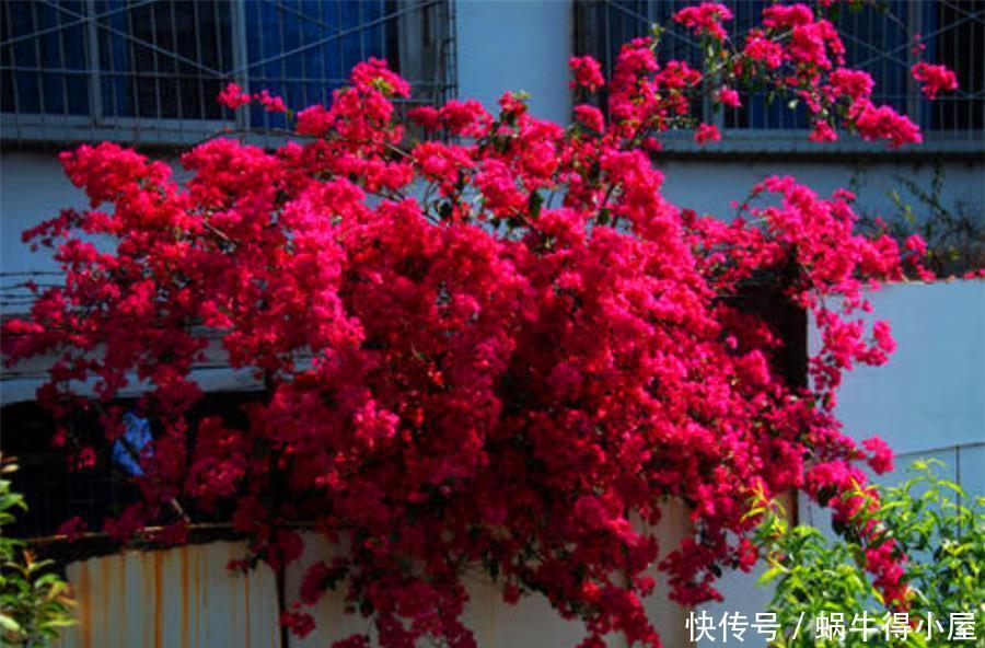 天气回暖,三角梅养护有妙招,早做3件事,花比叶子多,轻松爆盆