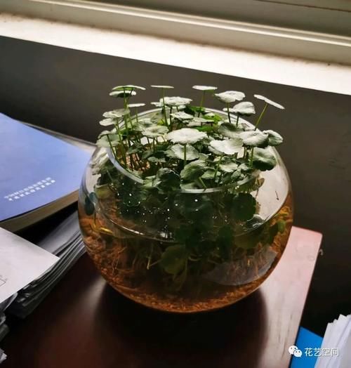 这三种花太好养，没事多喷水，越长越好，爆盆开花一起来！