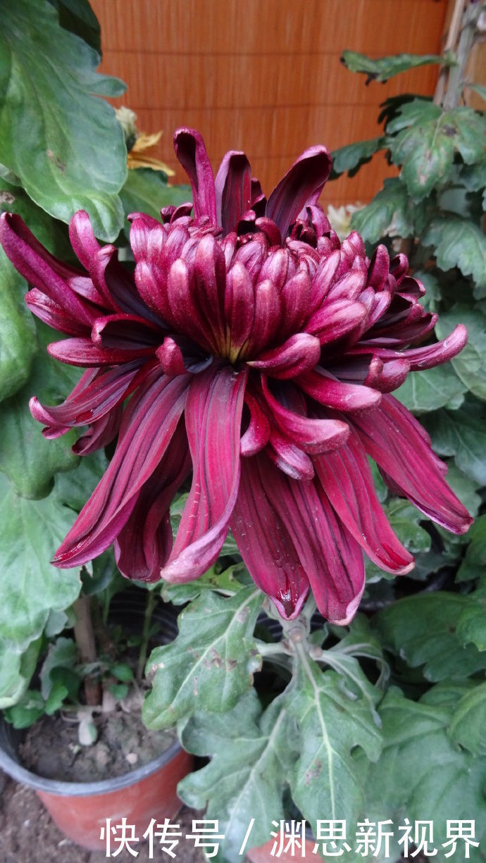 墨荷|喜欢菊花,首选“十大名菊”墨荷,似荷花入墨池,端庄稳重!