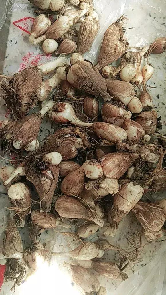 好看|还在养绿萝家里养盆“香香花”,好看好闻,清香四溢精神好!