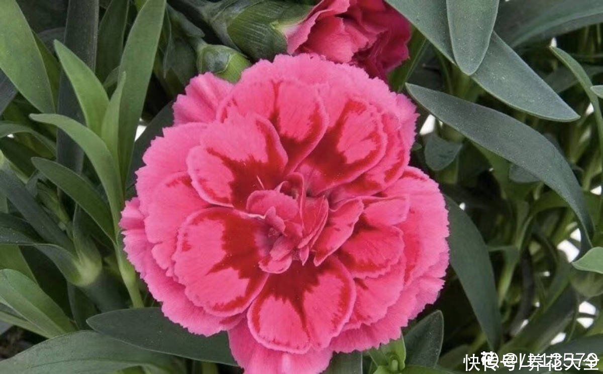 家里养组合香水花，一年四季都有香味，满屋子都飘香