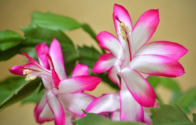 想让蟹爪兰花开不谢,掌握3个小秘密,花期能达100天