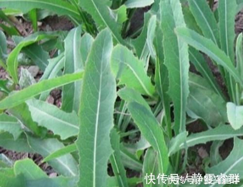 养生|农村的这一种“救命草”，以前被人嫌弃，殊不知竟竟是养生良药