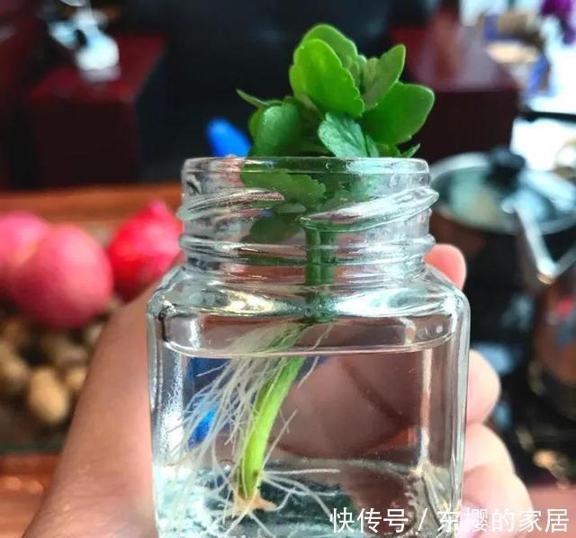 降成本养花,6种花1根枝变1盆,加点它,插多少活多少