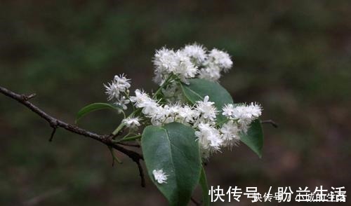 空气|这3种花长得丑，却能净化空气，摆在家里气势不小！