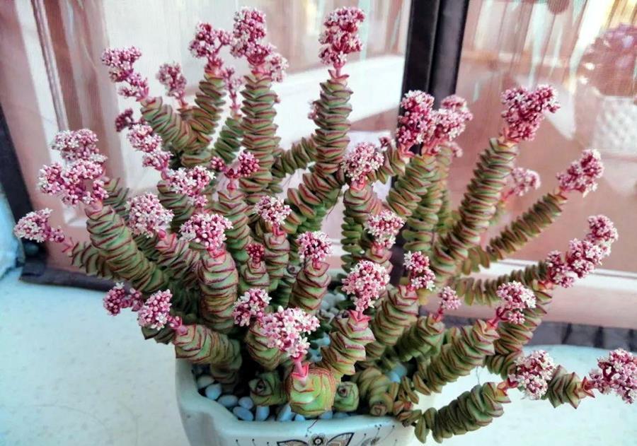 阿福花科|多肉大部分怕水，喜欢水的多肉，你养过吗？