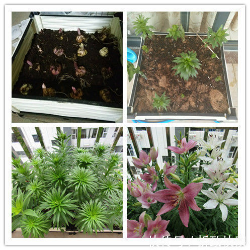 喜欢牡丹,不如养盆“菊中精品”情人菊,似娇艳情人,美艳优雅