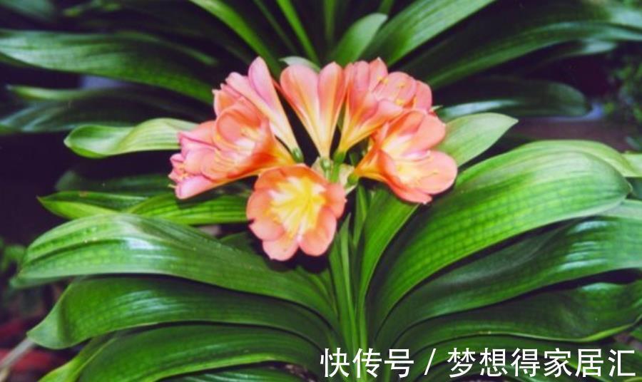 新手养君子兰，3种补肥轮流用，一年长出6片叶子，绽放层叠群花