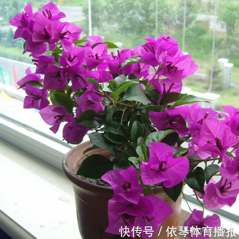 一茬花|三角梅花谢了,趁着还没入冬,“2件事”尽早做,来年轻松开爆盆