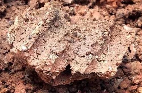 煤渣|多肉养根篇:往盆底放些“它们”,叶子肥成球,根须挤满盆