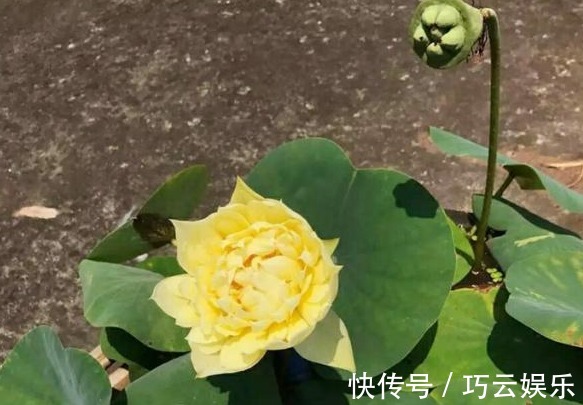 碗莲|别养绿萝了，此花叶大又绿，栽在阳台上，花开美如画，花香四溢！