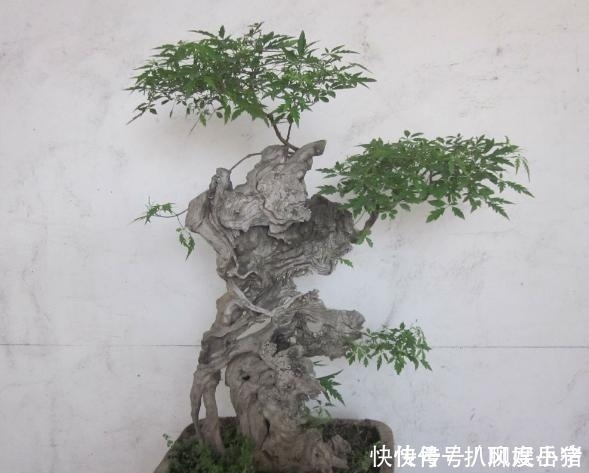 黄荆|山路边挖来的“虫眼桩”，捡回埋在沙盆中，3个月发新芽、价猛涨