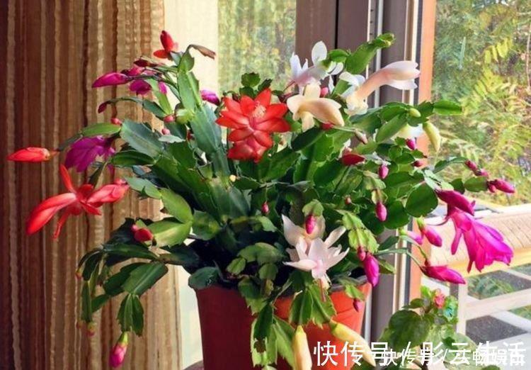 有钱人都养4种花,招财纳福,顺风顺水,养在阳台邻居都羡慕